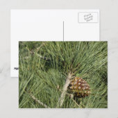 Carte Postale Torrey Pine Closeup California Botanical (Devant / Derrière)