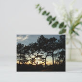 Carte Postale Torrey Pine Sunset II Californie Paysage (Debout devant)