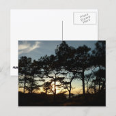 Carte Postale Torrey Pine Sunset II Californie Paysage (Devant / Derrière)