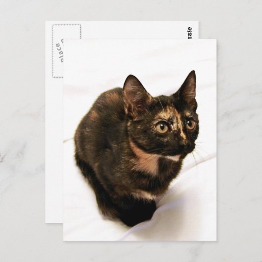 Carte postale Tortitude (Devant / Derrière)