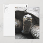 Carte postale Tortoise (Devant / Derrière)