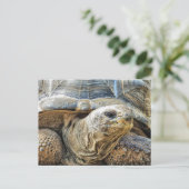 CARTE POSTALE TORTOISE (Debout devant)