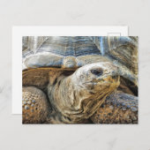 CARTE POSTALE TORTOISE (Devant / Derrière)