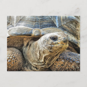 CARTE POSTALE TORTOISE