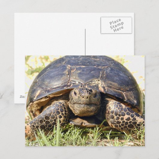 Carte postale Tortoise (Devant / Derrière)