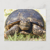 Carte postale Tortoise (Devant)