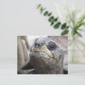 Carte postale Tortoise (Debout devant)
