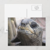 Carte postale Tortoise (Devant / Derrière)