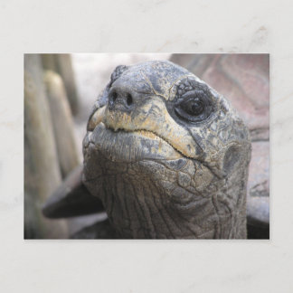 Carte postale Tortoise