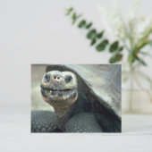 Carte Postale Tortoise des Galapagos (Debout devant)