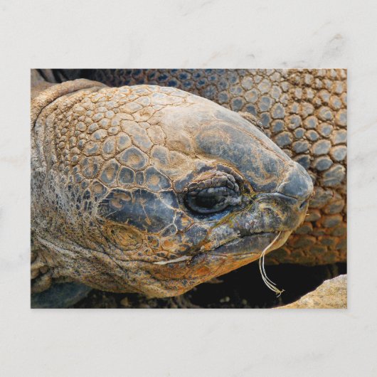 CARTE POSTALE TORTOISE GÉANT (Devant)