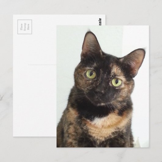 Carte Postale Tortoiseshell (Devant / Derrière)