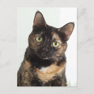 Carte Postale Tortoiseshell