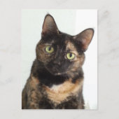 Carte Postale Tortoiseshell (Devant)