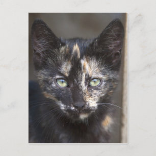 Carte Postale Tortoiseshell Kitten