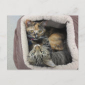 Carte Postale Tortoiseshell & Tabby Cats (Devant)