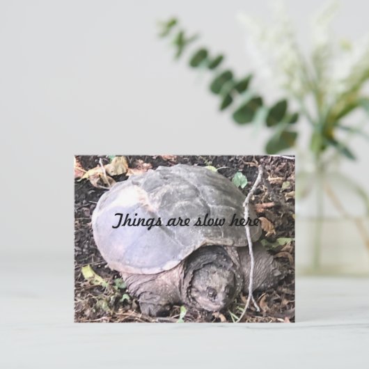 Carte Postale Tortue (Debout devant)