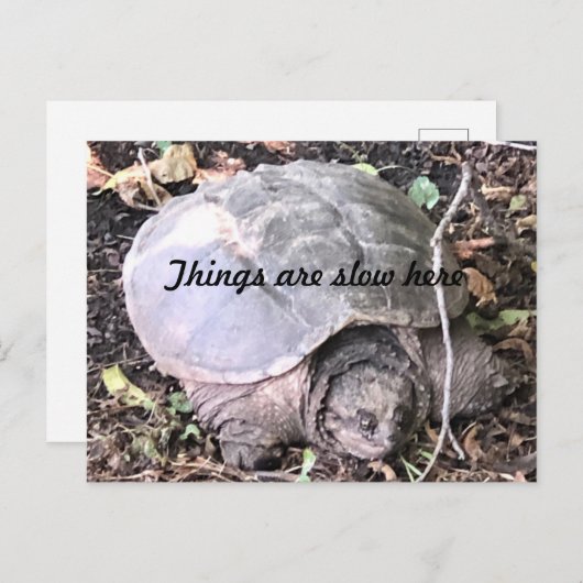 Carte Postale Tortue (Devant / Derrière)