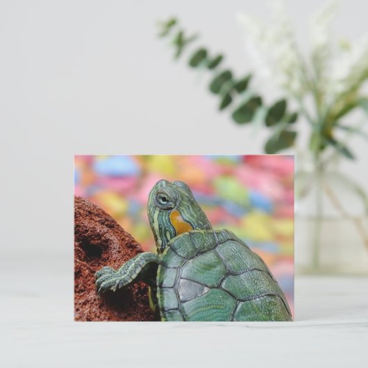 Carte Postale Tortue (Debout devant)