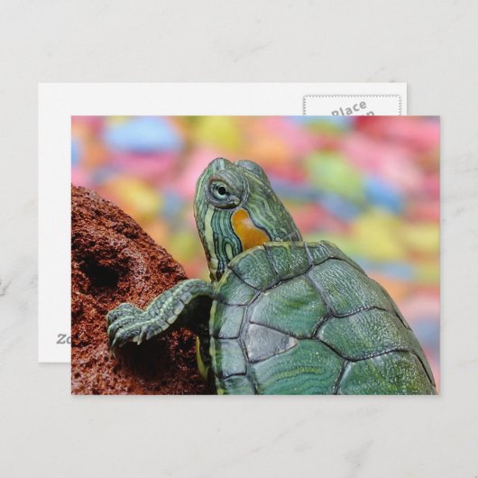 Carte Postale Tortue (Devant / Derrière)