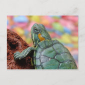 Carte Postale Tortue (Devant)