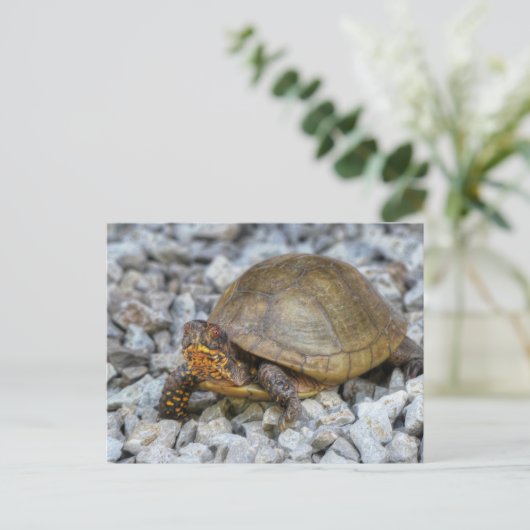 Carte Postale Tortue (Debout devant)