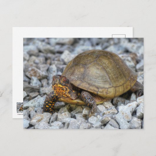 Carte Postale Tortue (Devant / Derrière)