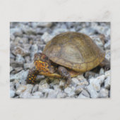 Carte Postale Tortue (Devant)