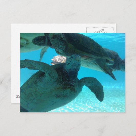 Carte Postale tortue (Devant / Derrière)