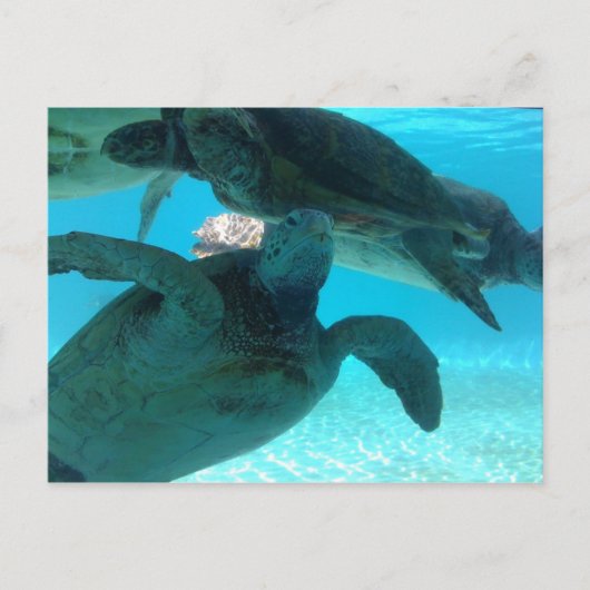Carte Postale tortue (Devant)