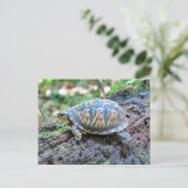 Carte Postale Tortue (Debout devant)