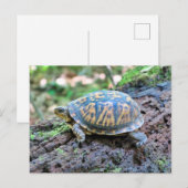 Carte Postale Tortue (Devant / Derrière)