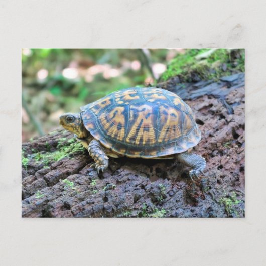 Carte Postale Tortue (Devant)