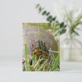 Carte Postale Tortue (Debout devant)