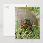 Carte Postale Tortue (Devant / Derrière)