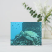 Carte Postale Tortue (Debout devant)