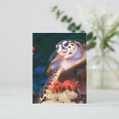 Carte Postale Tortue (Debout devant)