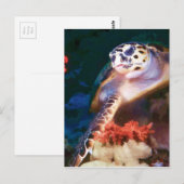 Carte Postale Tortue (Devant / Derrière)