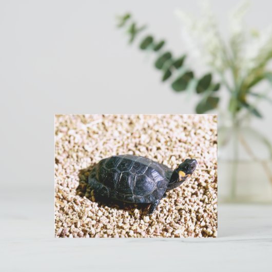Carte Postale Tortue (Debout devant)
