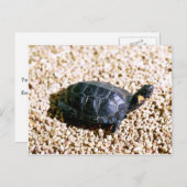 Carte Postale Tortue (Devant / Derrière)
