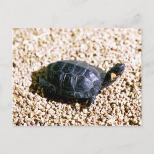 Carte Postale Tortue