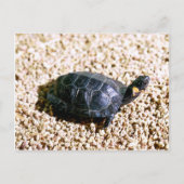 Carte Postale Tortue (Devant)