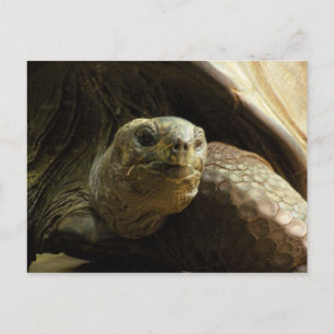 carte postale tortue