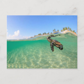 Carte Postale Tortue