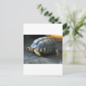 Carte Postale tortue (Debout devant)