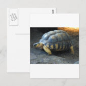 Carte Postale tortue (Devant / Derrière)