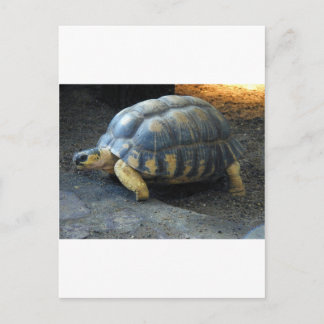 Carte Postale tortue