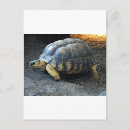 Carte Postale tortue (Devant)