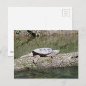 Carte Postale Tortue (Devant / Derrière)