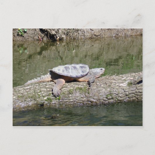 Carte Postale Tortue (Devant)